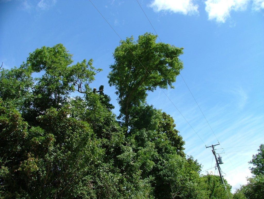 DSCF1399