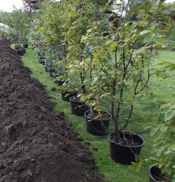 hedge-planting