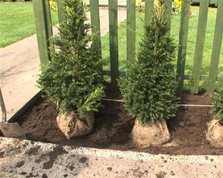 planting-evergreen-hedge